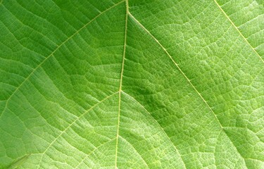 Fototapeta na wymiar close-up of teak green leaf background texture (butea monosperma)