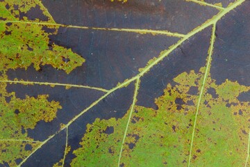 close-up of teak green leaf background texture (butea monosperma)