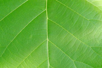 Naklejka na ściany i meble close-up of teak green leaf background texture (butea monosperma)