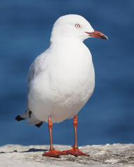 SIlver gull