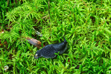 Black slug crawling on on green moss at the forest floor