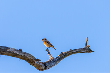 Whinchat bird sitting on a tree branch at springtime and singing