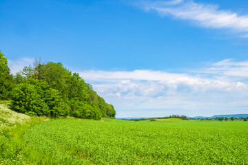 Forest edge at a green field
