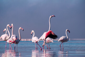 Fototapeta na wymiar Wild african birds. Flock of pink african flamingos walking around the blue lagoon on the background of bright sky on a sunny day.
