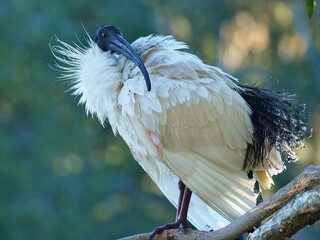 Sacred Ibis