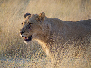 Lioness on the prowl