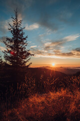 Autumn morning in the mountain forest, sunrise shot