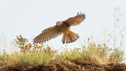 bird, fliegender, fliegen, falco, himmel, flügel, natur, wild