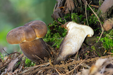Detail view of a young brown edible mushroom sooty milkcap whole and halved in the moss