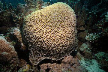 Fototapeta premium Underwater Red Sea seascape. Coral reef near Makadi Bay, Egypt