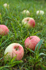 Red apples on green grass in the orchard