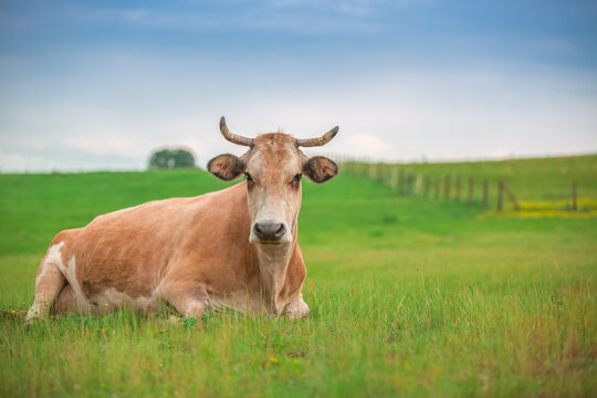 Cow In A Green Meadow Or Pasture Grass