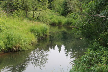 Fototapeta na wymiar Lush Greens Along The Creek, Whitemud Park, Edmonton, Alberta