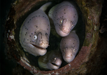 Geometric moray (Gymnothorax griseus). Underwater world of coral reef near Makadi Bay, Hurghada, Egypt