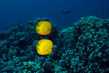 Naklejka na ściany i meble Golden butterflyfish (Chaetodon semilarvatus) Underwater world of coral reef near Makadi Bay, Hurghada, Egypt