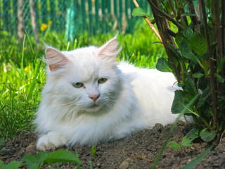 Naklejka na ściany i meble white fluffy Siberian cat rests in the summer on the ground under a bush in the garden