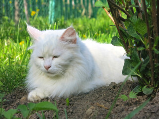 Naklejka na ściany i meble white fluffy Siberian cat rests in the summer on the ground under a bush in the garden