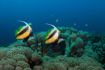 Fototapeta na wymiar Masked Bannerfish (Heniochus monoceros). Red Sea underwater life of the reef near Makadi Bay, Egypt