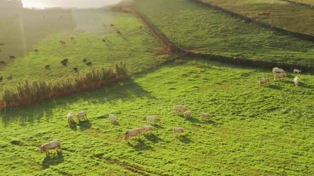 Drone shot of cows grazing on farm fields at Sao Jorge island, Azores, Portugal, Europe. Aerial view of domestic animals pasturing in countryside area at sunny day. 4k footage with copy space 