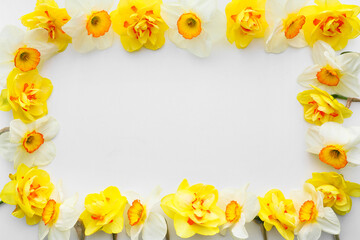 Frame made of beautiful narcissus flowers on white background