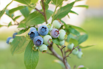 Blueberry berry growing on a branch close up.
Healthy food and antioxidant 