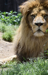Male lion is lying on the ground and looking toward the camera.