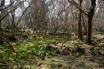 a dreary autumn forest with bare trees and mossy rocks