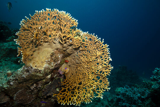 Underwater Red Sea seascape. Fire corals (Millepora). Coral reef near Makadi Bay, Egypt