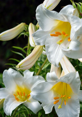 white lily blossomed in the garden, close up as texture for background