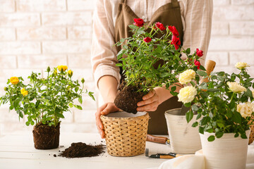 Woman repotting rose at home