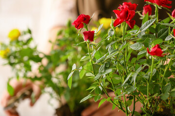 Fototapeta na wymiar Beautiful red roses, closeup view