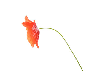 Fototapeta premium Beautiful red poppy flower on white background