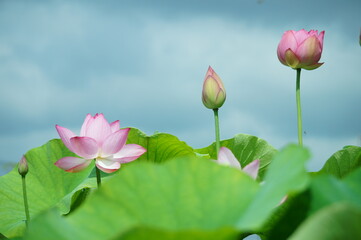 花　はな　ハナ　ハス　蓮　はす　つぼみ