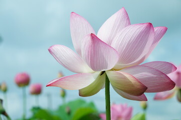 花　蓮　はす　ハス　花びら