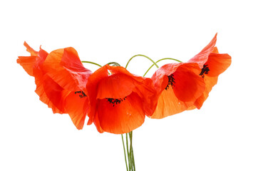 Beautiful red poppy flowers on white background
