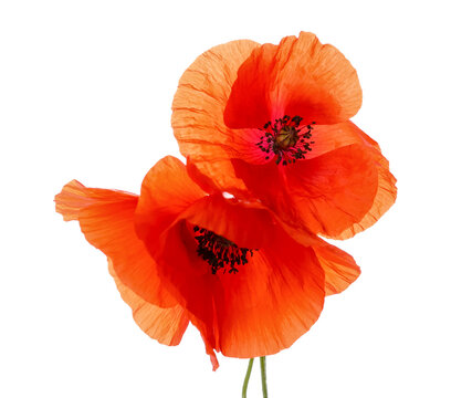 Poppy White Background Images – Browse 216,578 Stock Photos, Vectors ...