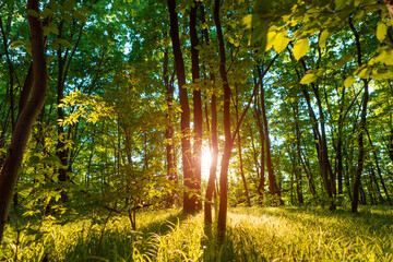 forest trees. nature green wood sunlight backgrounds.