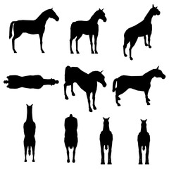 Set with horse silhouettes in different positions isolated on white background. Vector illustration