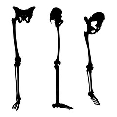 Set with silhouettes of human skeleton of legs and pelvis in different positions isolated on white background. Vector illustration