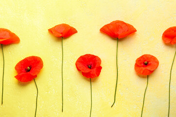 Fototapeta premium Beautiful red poppy flowers on color background