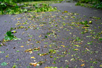 Fallen trees and branches blocking road at City of Zurich after nightly heavy summer thunderstorm. Photo taken July 13th, 2021, Zurich, Switzerland.