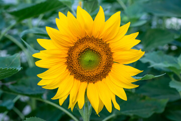 Sunflower close-up in the field, blooming helianthus on a background of green leaves. Beautiful nature, flower with yellow petals, floral wallpaper.