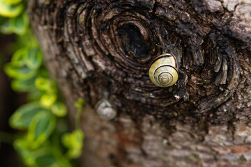 Fototapeta na wymiar Snail on a tree