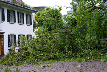 Shattered trees and branches after heavy nightly summer thunderstorm at City of Zurich. Photo taken July 13th, 2021, Zurich, Switzerland.