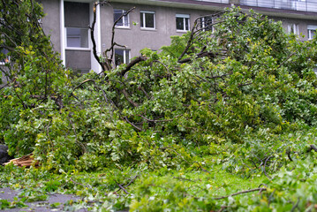 Shattered trees and branches after heavy nightly summer thunderstorm at City of Zurich. Photo taken July 13th, 2021, Zurich, Switzerland.