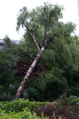 Fototapeta premium Shattered trees and branches after heavy nightly summer thunderstorm at City of Zurich. Photo taken July 13th, 2021, Zurich, Switzerland.