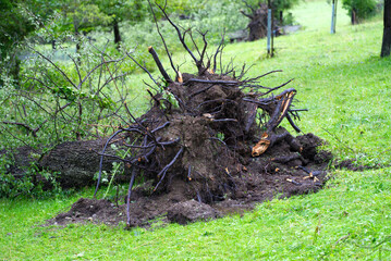 Recently fallen tree after heavy thunderstorm at City of Zurich with roots in the air. Photo taken July 13th, 2021, Zurich, Switzerland.