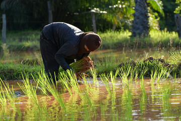 Traditional method of rice planting, farmers planted seedlings in green rice fields