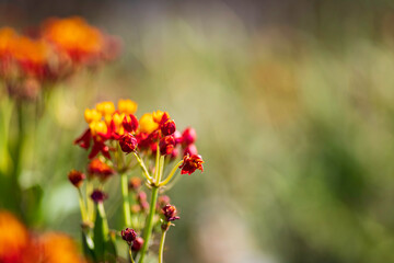 Floral background. Closeup view of flowers. Selective focus. Blurred background