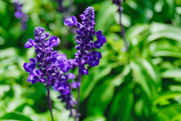 花　ガーデニング